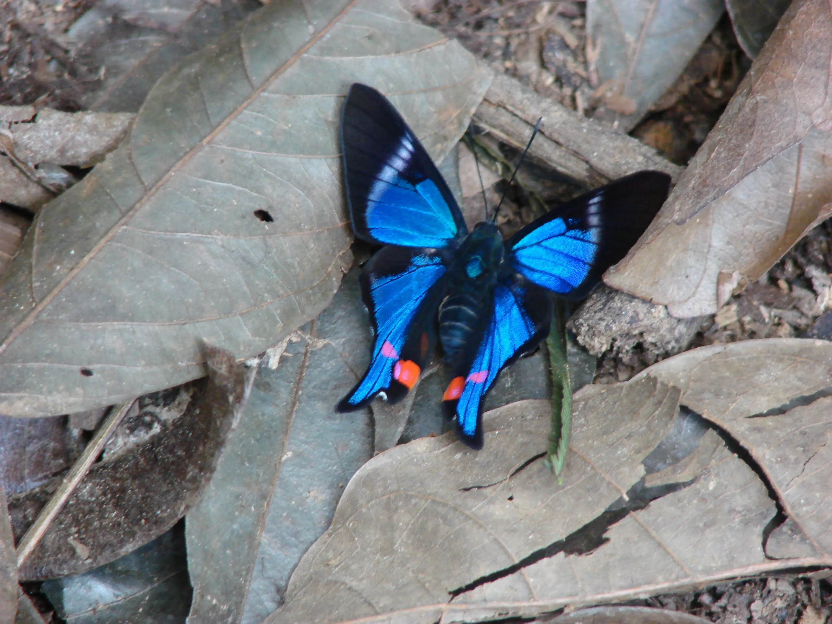Rainforest – Posada Amazonas 4D 1