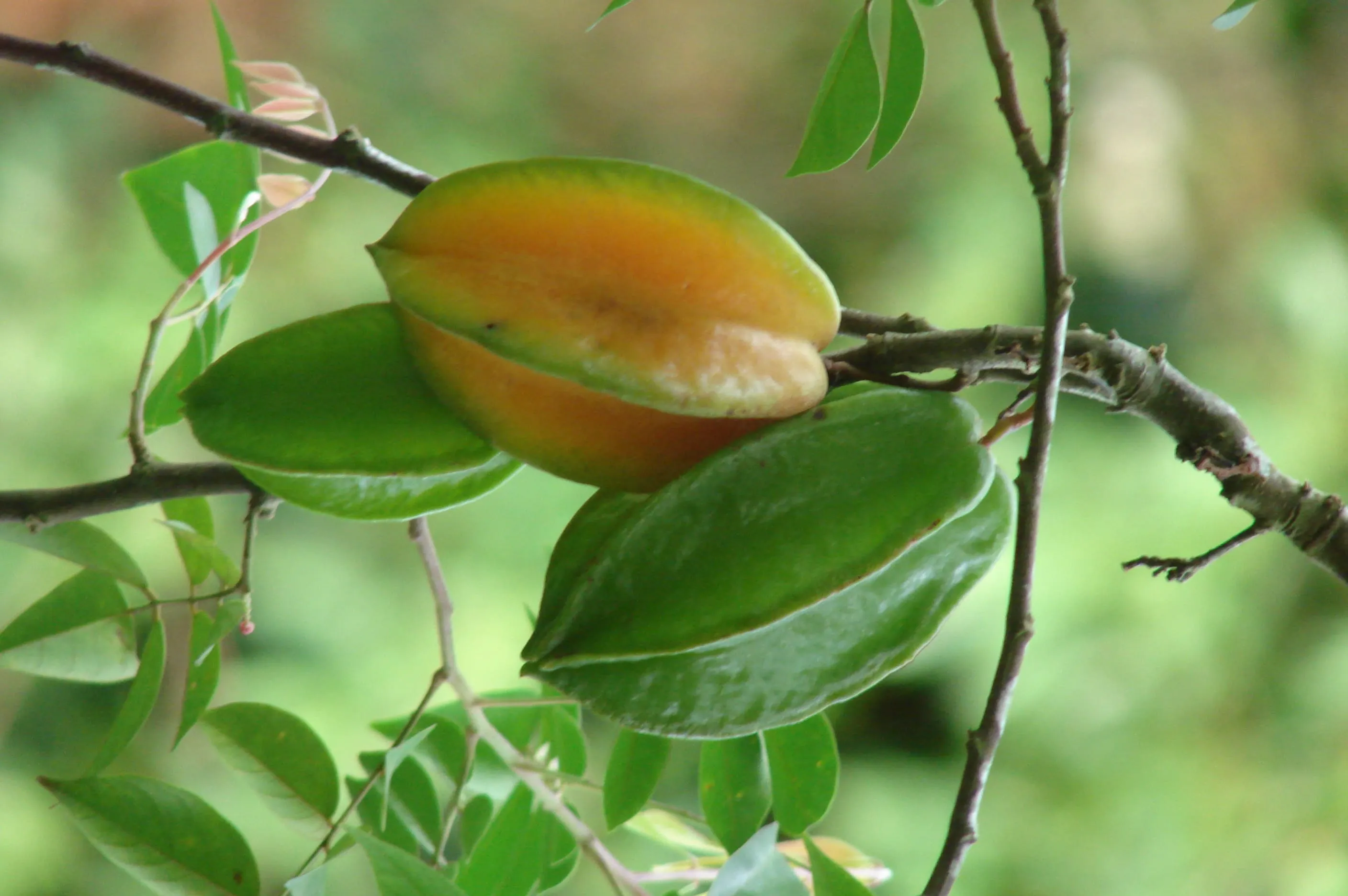 Selva Tropical – Posada Amazonas 4 días 3