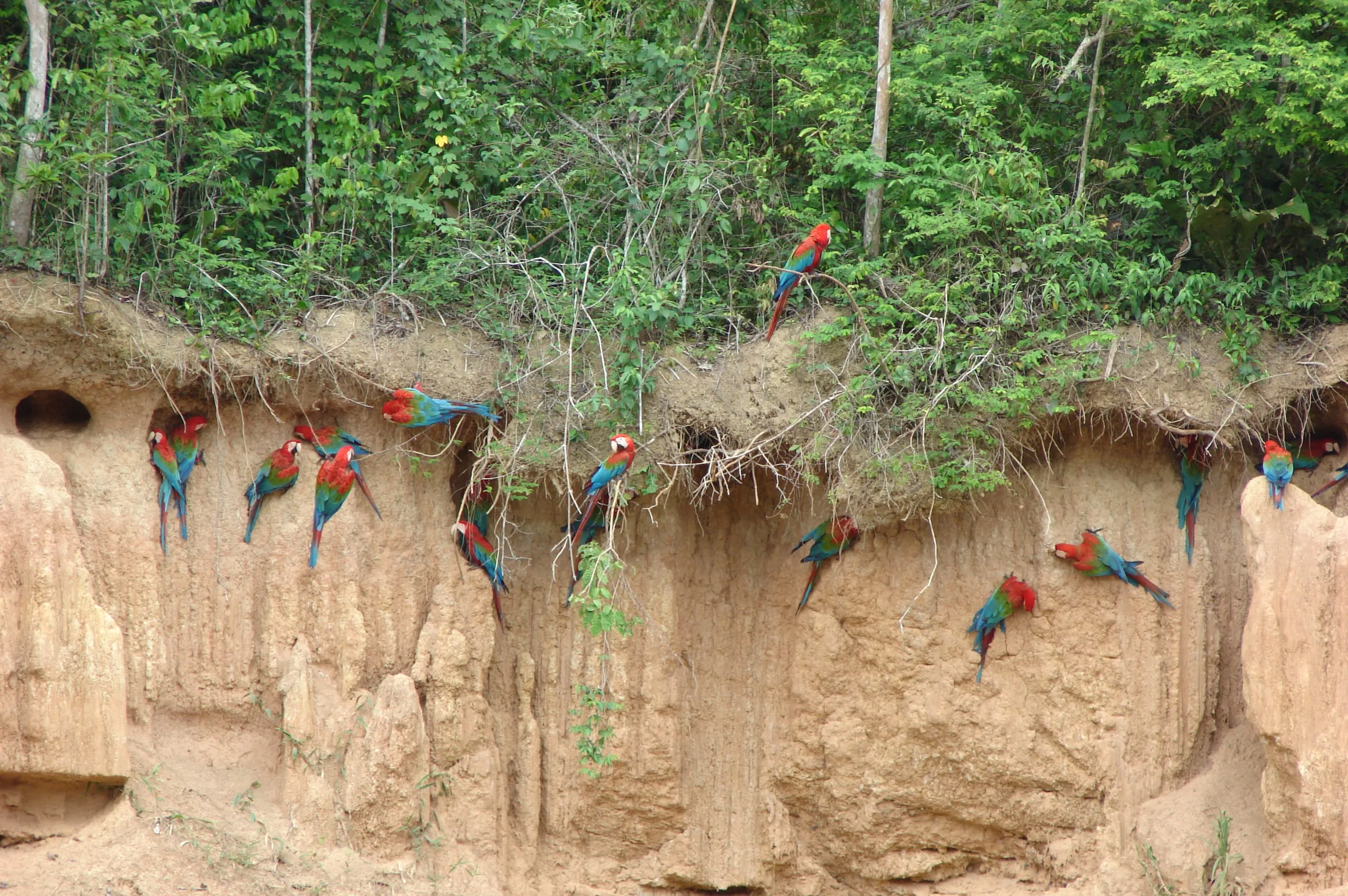 Selva Tropical – Posada Amazonas 4 días 6